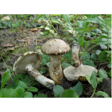 Мицелий Масленка серого / Масленок синеющий (Suillus aeruginascens) Мицелий Масленка серого / Масленок синеющий (Suillus aeruginascens)
